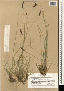 Hordeum brevisubulatum (Trin.) Link, South Asia, South Asia (Asia outside ex-Soviet states and Mongolia) (ASIA) (Afghanistan)