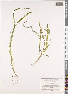 Vallisneria spiralis L., Eastern Europe, Central forest-and-steppe region (E6) (Russia)