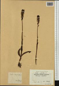 Neotinea ustulata (L.) R.M.Bateman, Pridgeon & M.W.Chase, Western Europe (EUR) (Bulgaria)