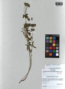 KUZ 001 624, Euphorbia borealis Baikov, Siberia, Altai & Sayany Mountains (S2) (Russia)