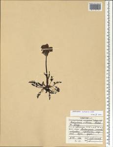 Pedicularis sudetica Willd., Siberia, Central Siberia (S3) (Russia)