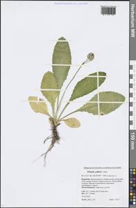 Primula elatior subsp. pallasii (Lehm.) W. W. Sm. & Forrest, Siberia, Baikal & Transbaikal region (S4) (Russia)