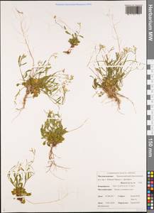 Arabidopsis lyrata subsp. lyrata, Siberia, Chukotka & Kamchatka (S7) (Russia)