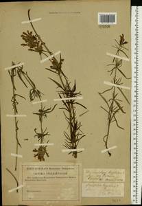 Dracocephalum ruyschiana L., Eastern Europe, Western region (E3) (Russia)