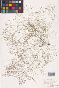 Psammophiliella muralis (L.) Ikonn., Eastern Europe, Lower Volga region (E9) (Russia)