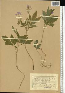 Cardamine quinquefolia (M.Bieb.) Schmalh., Eastern Europe, South Ukrainian region (E12) (Ukraine)