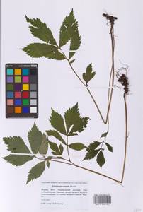 Hylomecon vernalis Maxim., Eastern Europe, Moscow region (E4a) (Russia)