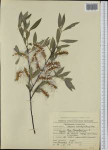 Chosenia arbutifolia (Pall.) A.K.Skvortsov, Siberia, Chukotka & Kamchatka (S7) (Russia)
