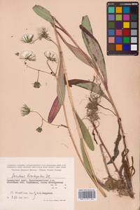 Sonchus brachyotus DC., Siberia, Russian Far East (S6) (Russia)