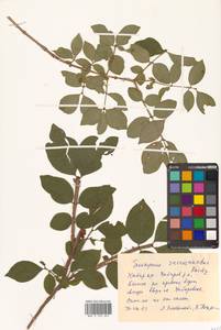 Euonymus alatus (Thunb.) Siebold, Siberia, Russian Far East (S6) (Russia)