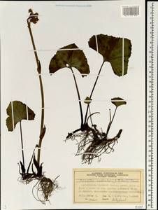 Petasites radiatus (J. F. Gmel.) J. Toman, Siberia, Central Siberia (S3) (Russia)