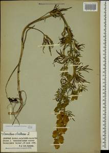 Aconitum confertiflorum (DC.) Gáyer, Caucasus, Stavropol Krai, Karachay-Cherkessia & Kabardino-Balkaria (K1b) (Russia)