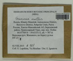 Grimmia mollis Bruch & Schimp., Bryophytes, Bryophytes - Western Siberia (including Altai) (B15) (Russia)