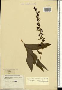 Epipactis helleborine (L.) Crantz, Crimea (KRYM) (Russia)