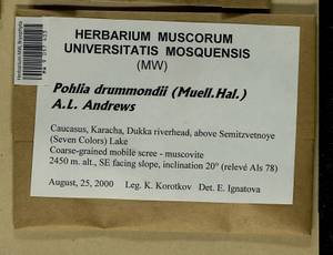 Pohlia drummondii (Müll. Hal.) A.L. Andrews, Bryophytes, Bryophytes - North Caucasus & Ciscaucasia (B12) (Russia)