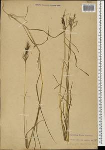 Bothriochloa bladhii (Retz.) S.T.Blake, Caucasus, Abkhazia (K4a) (Abkhazia)