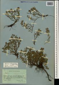 Thymus elisabethae Klokov & Des.-Shost., Caucasus, Stavropol Krai, Karachay-Cherkessia & Kabardino-Balkaria (K1b) (Russia)