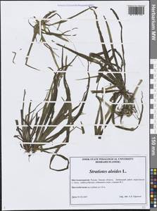 Stratiotes aloides L., Siberia, Western Siberia (S1) (Russia)