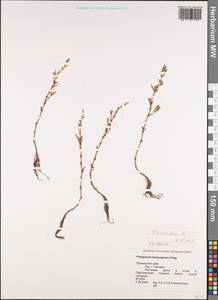 Polygonum aviculare L., Siberia, Russian Far East (S6) (Russia)