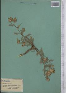 Astragalus, Middle Asia, Pamir & Pamiro-Alai (M2) (Tajikistan)