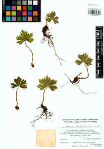 Anemonastrum baicalense (Turcz.) Mosyakin, Siberia, Baikal & Transbaikal region (S4) (Russia)
