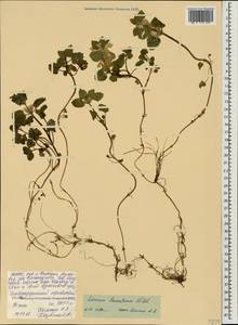 Lamium tomentosum Willd., Caucasus, North Ossetia, Ingushetia & Chechnya (K1c) (Russia)