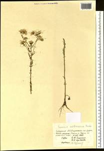 Jacobaea ambracea (Turcz. ex DC.) B. Nord., Siberia, Altai & Sayany Mountains (S2) (Russia)