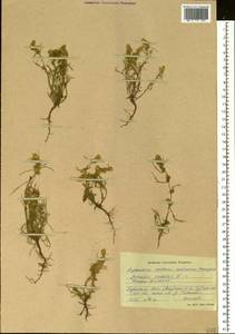 Artemisia palustris L., Siberia, Altai & Sayany Mountains (S2) (Russia)