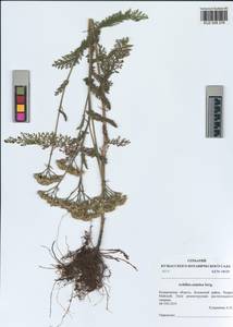 Achillea asiatica Serg., Siberia, Altai & Sayany Mountains (S2) (Russia)