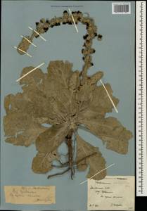 Verbascum ovalifolium Donn. Sm. ex Sims, Caucasus, Armenia (K5) (Armenia)