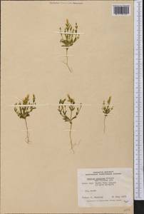 Gentianella propinqua, America (AMER) (Canada)