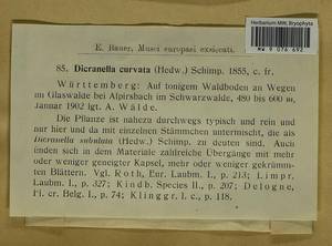 Dicranellopsis subulata (Hedw.) Bonfim Santos, Siebel & Fedosov, Bryophytes, Bryophytes - Western Europe (BEu) (Germany)