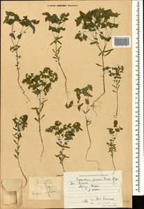 Euphorbia taurinensis All., Caucasus, Black Sea Shore (from Novorossiysk to Adler) (K3) (Russia)