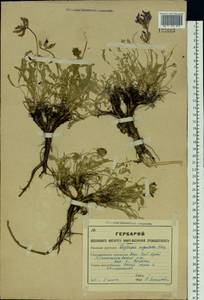 Oxytropis argentata (Pall.)Pers., Siberia, Altai & Sayany Mountains (S2) (Russia)
