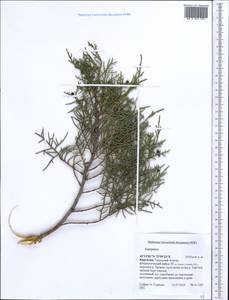 Juniperus, Middle Asia, Northern & Central Tian Shan (M4) (Kyrgyzstan)