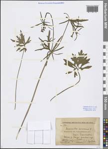 Ranunculus auricomus L., Eastern Europe, Central forest-and-steppe region (E6) (Russia)