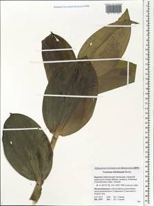 Veratrum lobelianum Bernh., Siberia, Baikal & Transbaikal region (S4) (Russia)