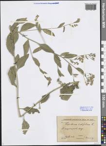 Lepidium latifolium L., Middle Asia, Syr-Darian deserts & Kyzylkum (M7) (Uzbekistan)