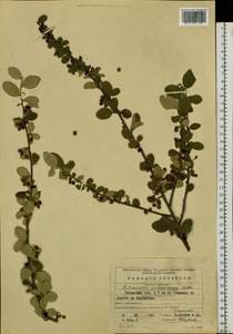 Cotoneaster melanocarpus G. Lodd., Siberia, Baikal & Transbaikal region (S4) (Russia)