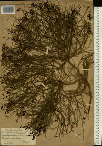 Linaria odora (M.Bieb.) Fisch., Eastern Europe, Lower Volga region (E9) (Russia)