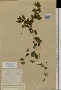 Lipandra polysperma (L.) S. Fuentes, Uotila & Borsch, Siberia (no precise locality) (S0) (Russia)