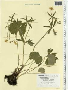 Ranunculus fallax (Wimm. & Grab.) Schur, Eastern Europe, Western region (E3) (Russia)
