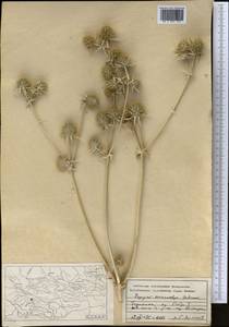 Eryngium macrocalyx Schrenk, Middle Asia, Pamir & Pamiro-Alai (M2) (Tajikistan)