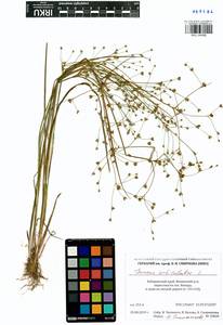 Juncus articulatus L., Siberia, Russian Far East (S6) (Russia)