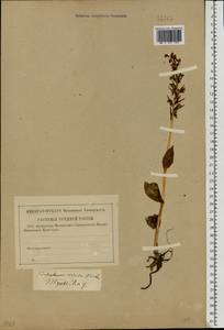Dactylorhiza viridis (L.) R.M.Bateman, Pridgeon & M.W.Chase, Eastern Europe, Central region (E4) (Russia)