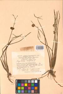 Sagittaria trifolia L., Eastern Europe, Eastern region (E10) (Russia)