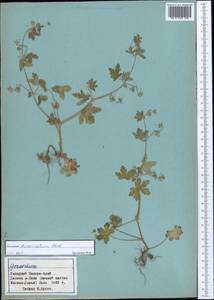 Geranium divaricatum Ehrh., Middle Asia, Pamir & Pamiro-Alai (M2) (Tajikistan)