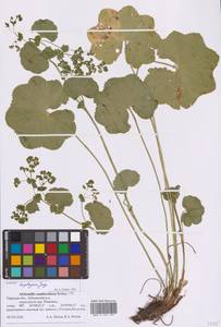 Alchemilla heptagona Juz., Eastern Europe, North-Western region (E2) (Russia)