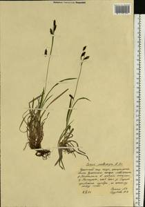 Carex podocarpa R.Br., Siberia, Chukotka & Kamchatka (S7) (Russia)