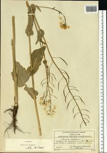 Brassica rapa subsp. sylvestris (L.) Janch., Eastern Europe, Moscow region (E4a) (Russia)